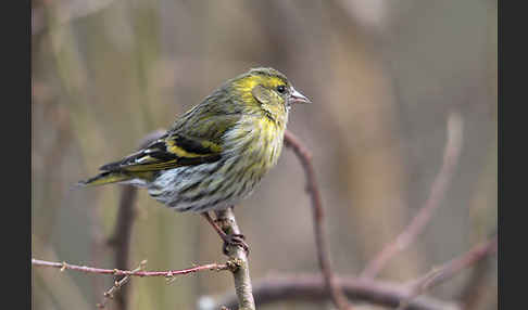 Erlenzeisig (Carduelis spinus)