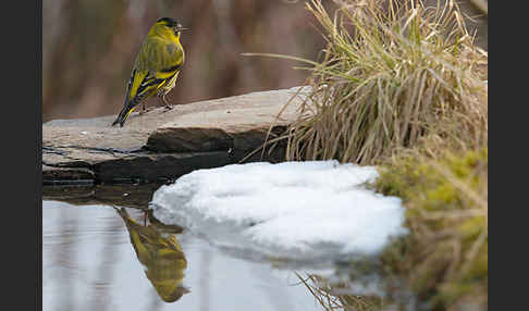 Erlenzeisig (Carduelis spinus)