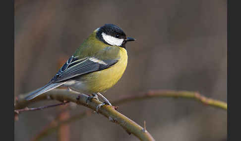 Kohlmeise (Parus major)