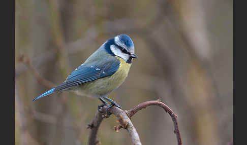 Blaumeise (Parus caeruleus)