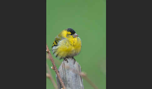 Erlenzeisig (Carduelis spinus)