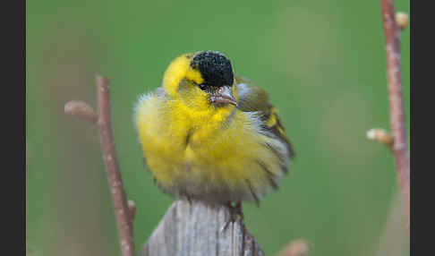 Erlenzeisig (Carduelis spinus)