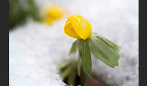 Winterling (Eranthis hyemalis)