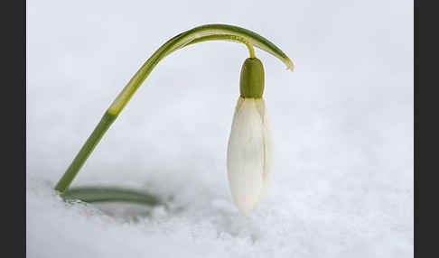 Kleines Schneeglöckchen (Galanthus nivalis)