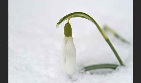 Kleines Schneeglöckchen (Galanthus nivalis)