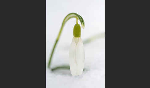 Kleines Schneeglöckchen (Galanthus nivalis)