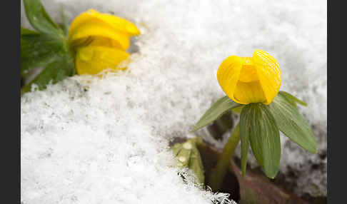 Winterling (Eranthis hyemalis)