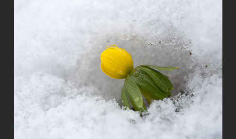 Winterling (Eranthis hyemalis)