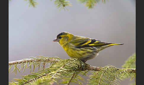 Erlenzeisig (Carduelis spinus)