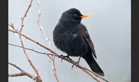 Amsel (Turdus merula)