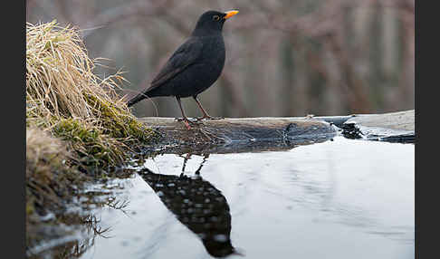 Amsel (Turdus merula)