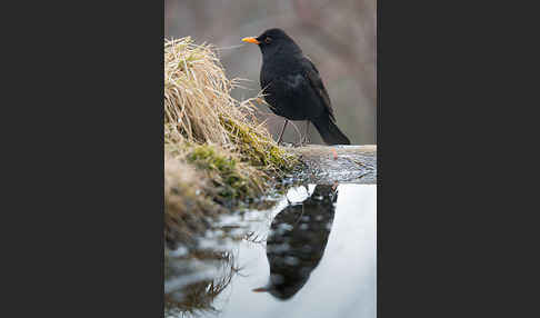 Amsel (Turdus merula)