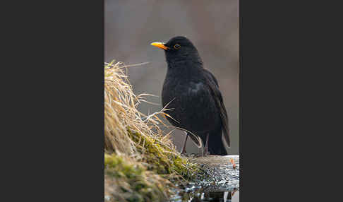 Amsel (Turdus merula)