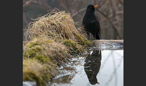 Amsel (Turdus merula)