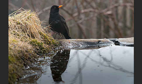 Amsel (Turdus merula)