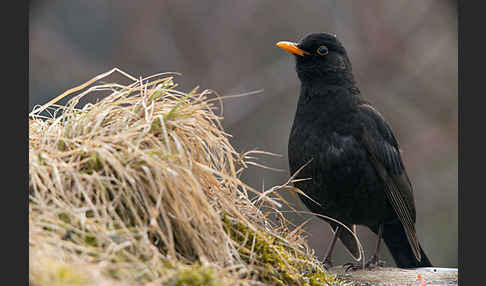 Amsel (Turdus merula)