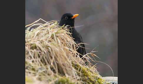 Amsel (Turdus merula)