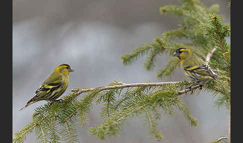 Erlenzeisig (Carduelis spinus)