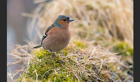 Buchfink (Fringilla coelebs)