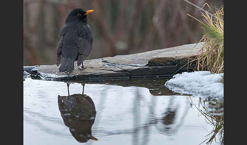 Amsel (Turdus merula)