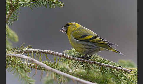 Erlenzeisig (Carduelis spinus)