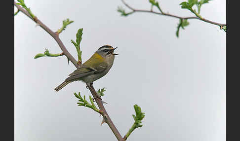 Sommergoldhähnchen (Regulus ignicapillus)