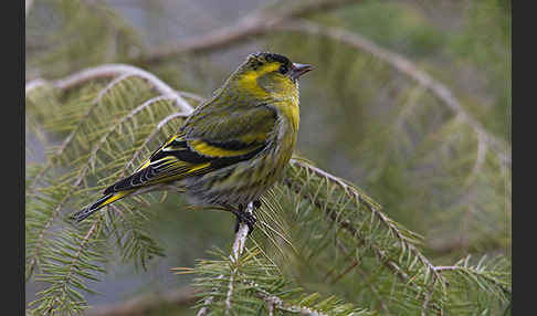 Erlenzeisig (Carduelis spinus)