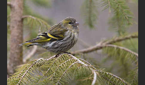 Erlenzeisig (Carduelis spinus)