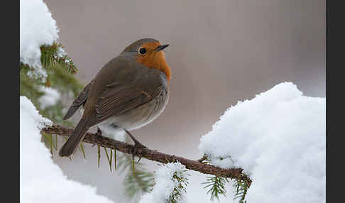 Rotkehlchen (Erithacus rubecula)