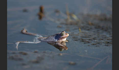 Moorfrosch (Rana arvalis)