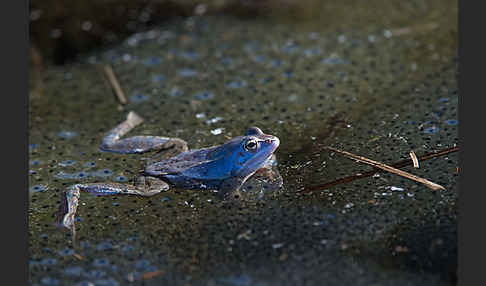 Moorfrosch (Rana arvalis)