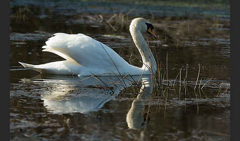 Höckerschwan (Cygnus olor)