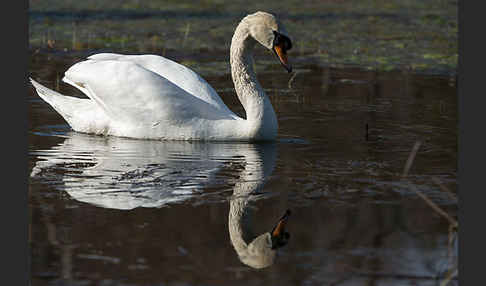 Höckerschwan (Cygnus olor)