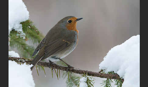 Rotkehlchen (Erithacus rubecula)