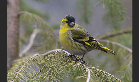 Erlenzeisig (Carduelis spinus)