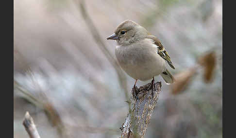 Buchfink (Fringilla coelebs)