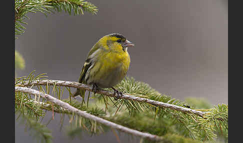 Erlenzeisig (Carduelis spinus)