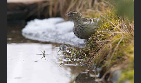 Erlenzeisig (Carduelis spinus)