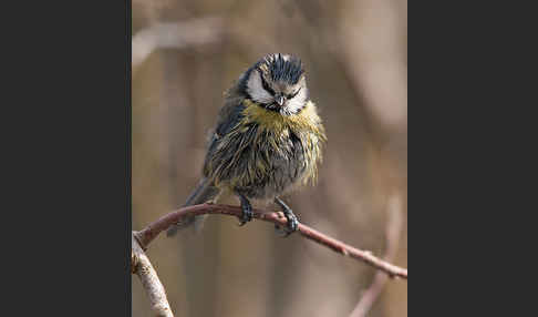 Blaumeise (Parus caeruleus)