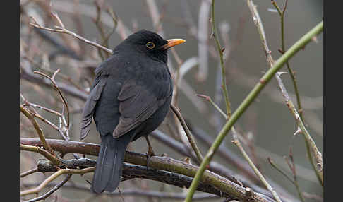 Amsel (Turdus merula)