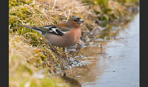 Buchfink (Fringilla coelebs)