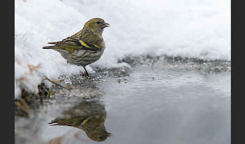 Erlenzeisig (Carduelis spinus)