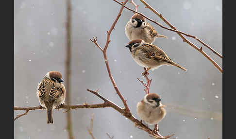 Feldsperling (Passer montanus)