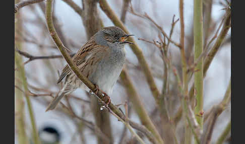 Heckenbraunelle (Prunella modularis)