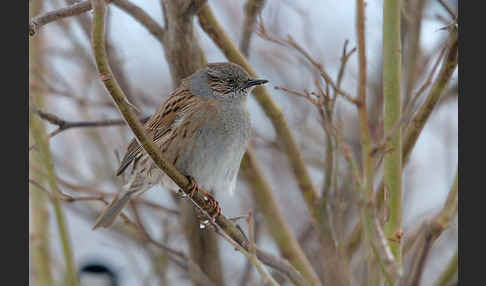 Heckenbraunelle (Prunella modularis)