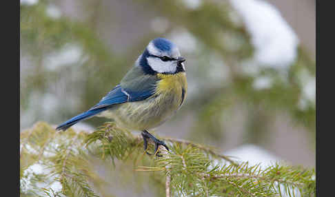 Blaumeise (Parus caeruleus)