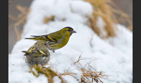 Erlenzeisig (Carduelis spinus)