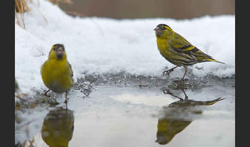 Erlenzeisig (Carduelis spinus)