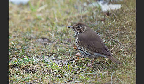 Singdrossel (Turdus philomelos)