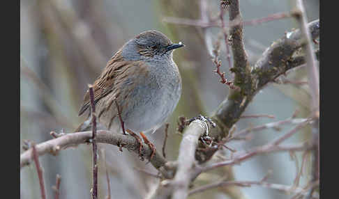 Heckenbraunelle (Prunella modularis)